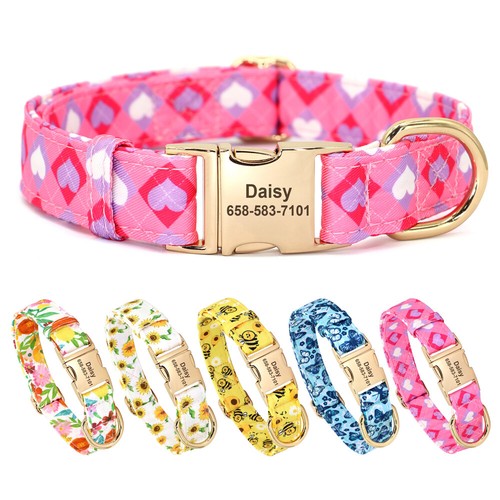 Fancy customised dog - dog, collar