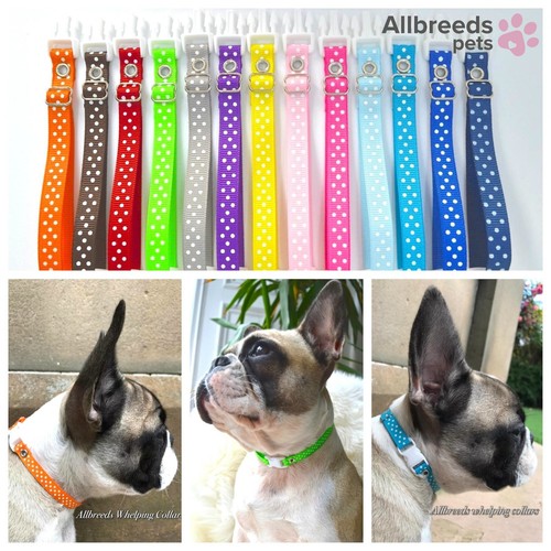 Allbreeds pets puppy d - allbreeds,
