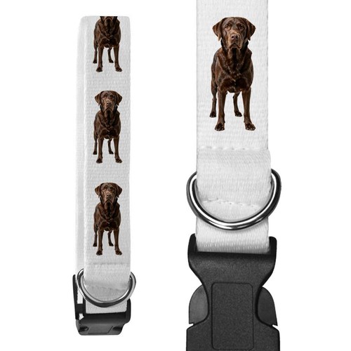 Chocolate labrador - 'chocolate, labrador'