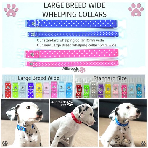 Allbreeds large breed - allbreeds,