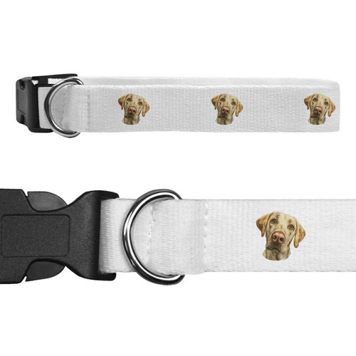 Labrador retriever dog - 'labrador,
