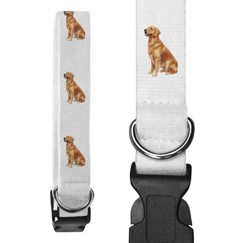 Golden retriever dog sitting - dog, sitting'