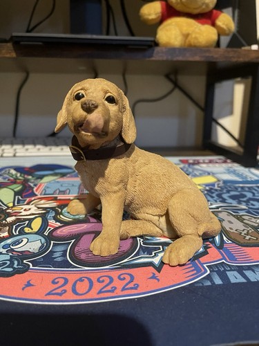 Yellow labrador retriever - yellow,